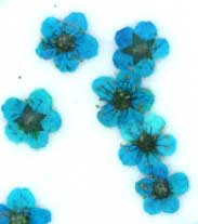 押し花素材　ネイル用小花　ブルー染め